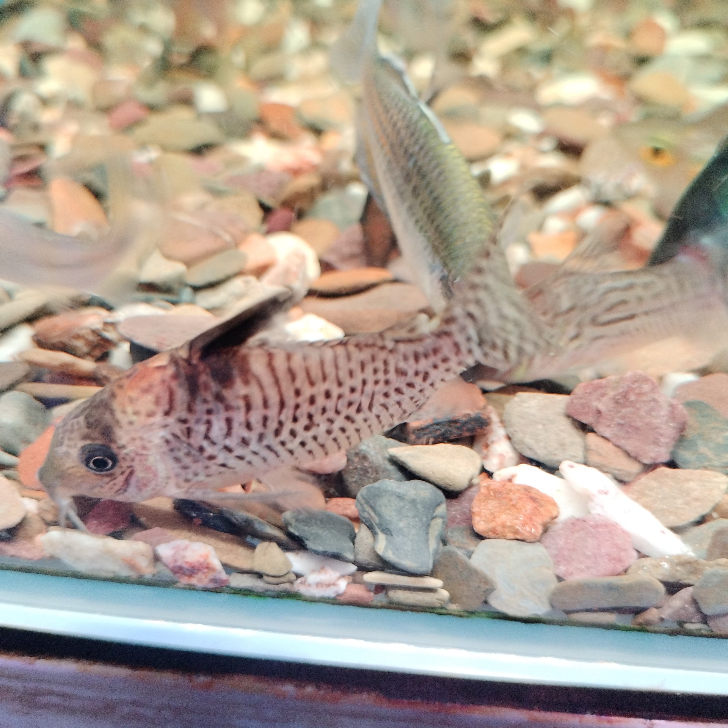Wotroi Corydoras ( L )