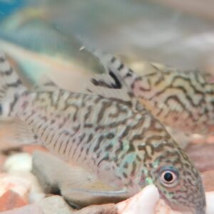 Sodalis Cory
