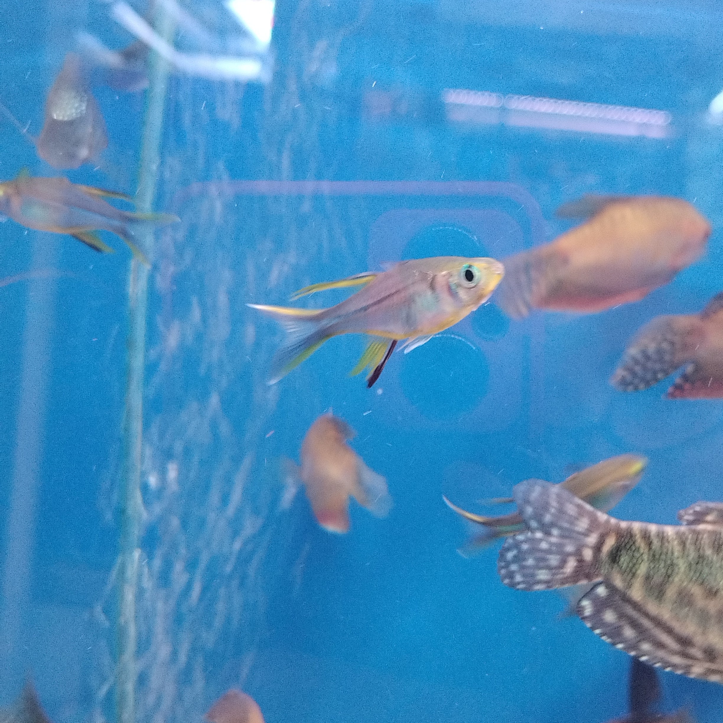 Celebes Rainbowfish