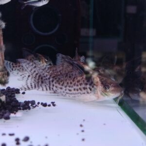 Punctatus Cory