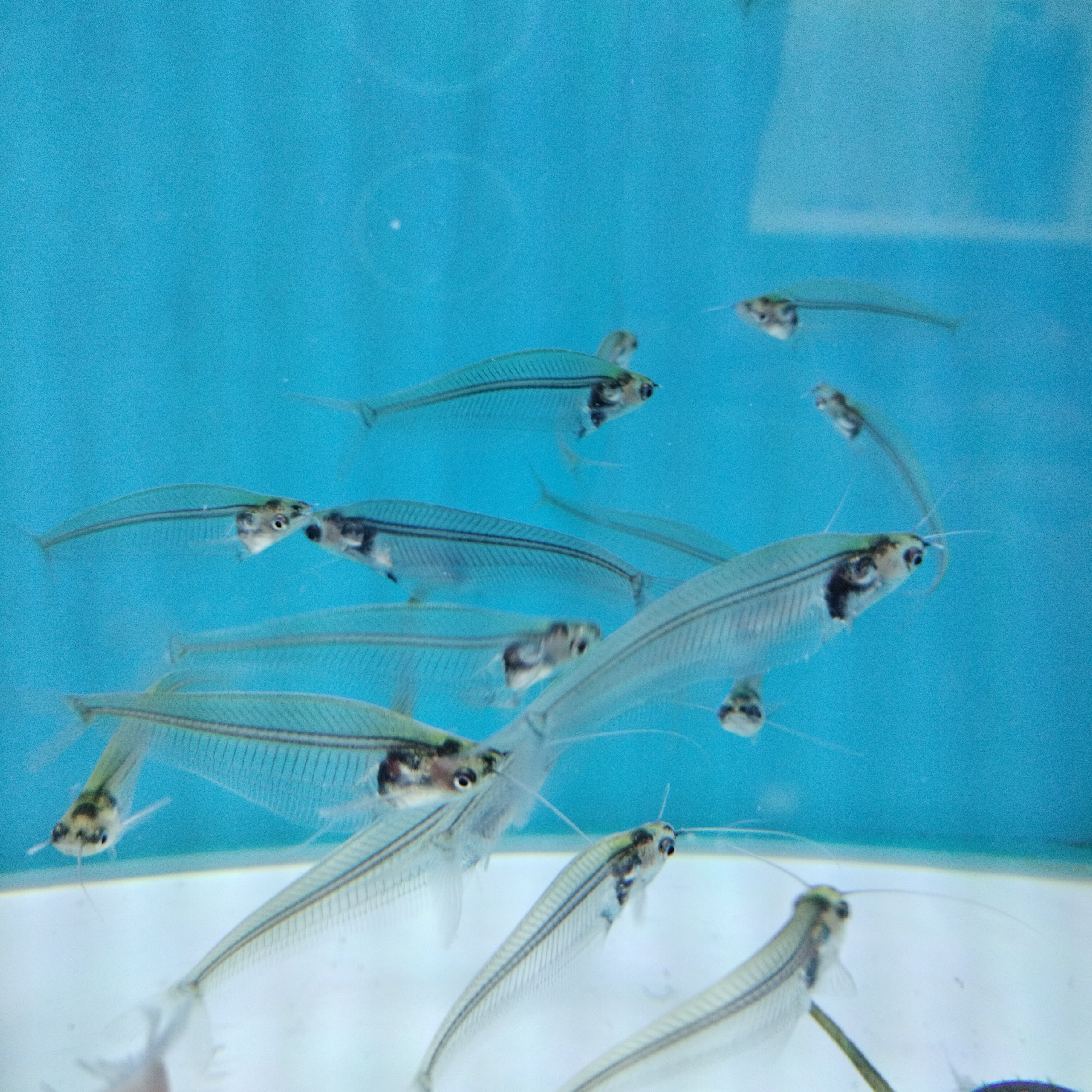 Glass Catfish
