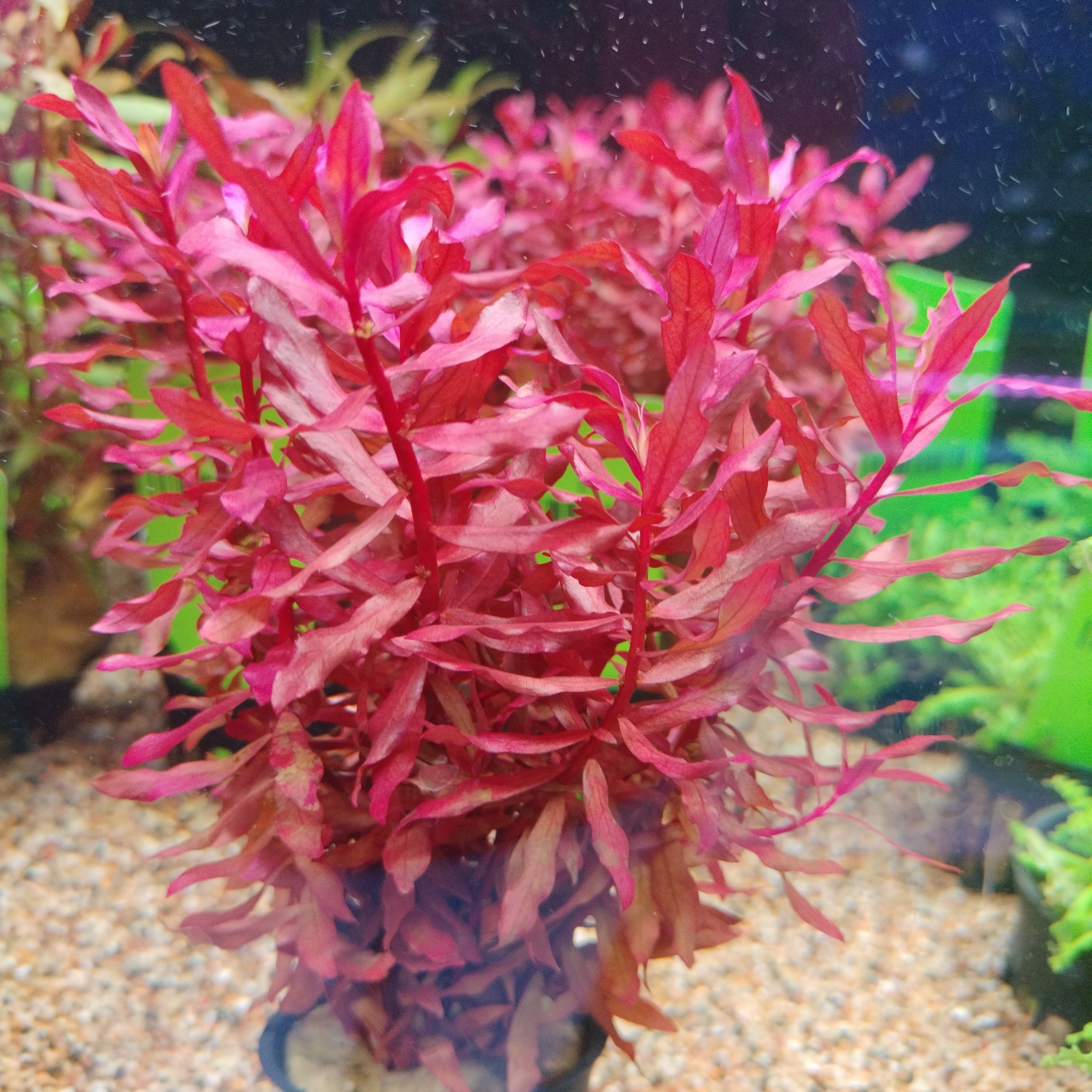 Nesaea Crassicaulis (Pot)