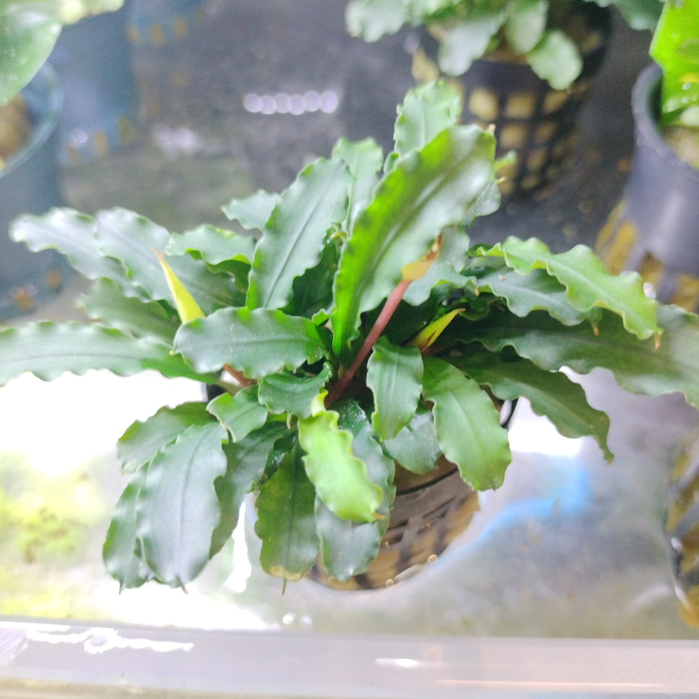 TCulture Bucephalandra Broad Wavy (pot)