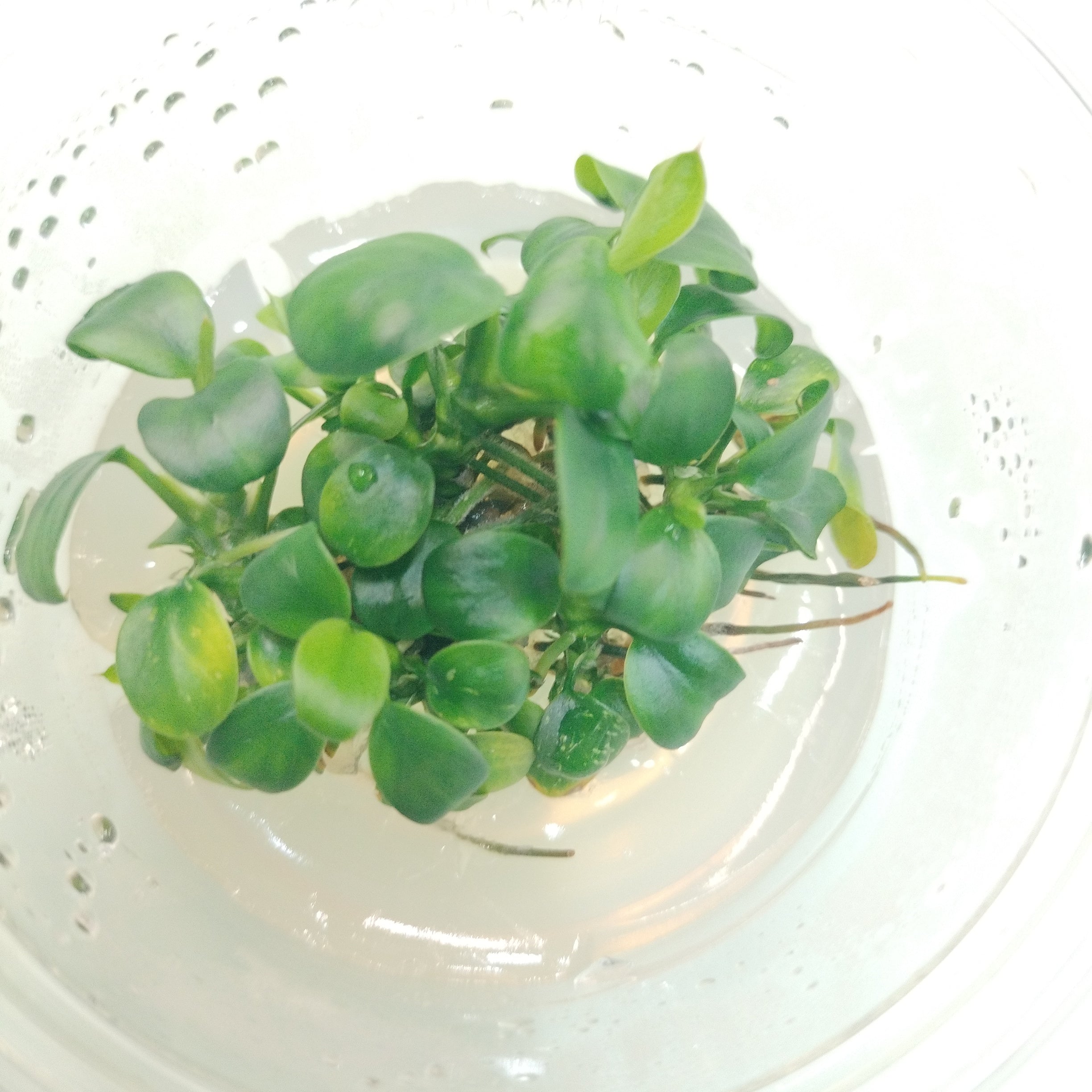 TCulture Anubias bateri var.nana "Petite" (TC Cup)