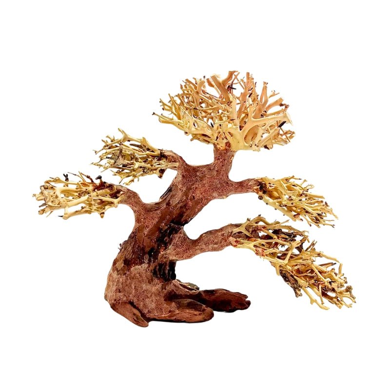 ANS Bonsai Tree 17F (S / M)