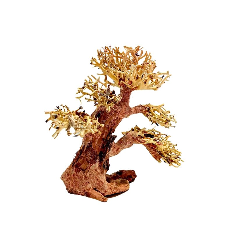 ANS Bonsai Tree 17F (S / M)