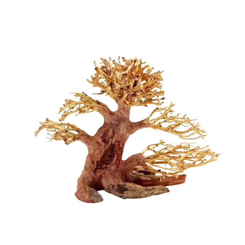 ANS Bonsai Tree 17F (S / M)