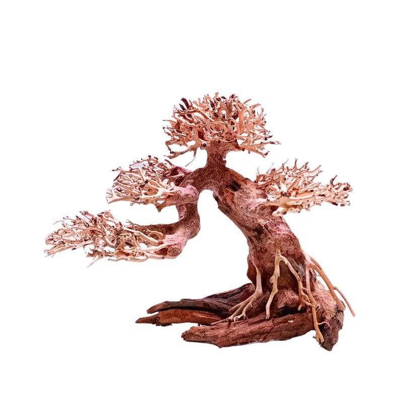 ANS Bonsai Tree 17 (SSS / SS / MS / L/ XXL)