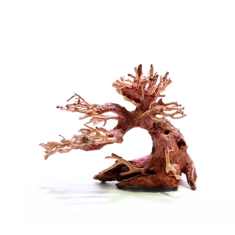 ANS Bonsai Tree 17 (SSS / SS / MS / L/ XXL)