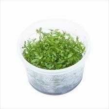 TCulture Proserpinaca Palustris (TC Cup)