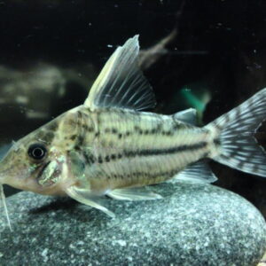 Pulcher Corydoras