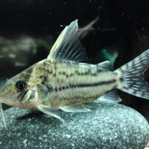 Pulcher Corydoras