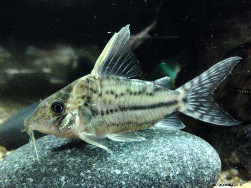 Pulcher Corydoras