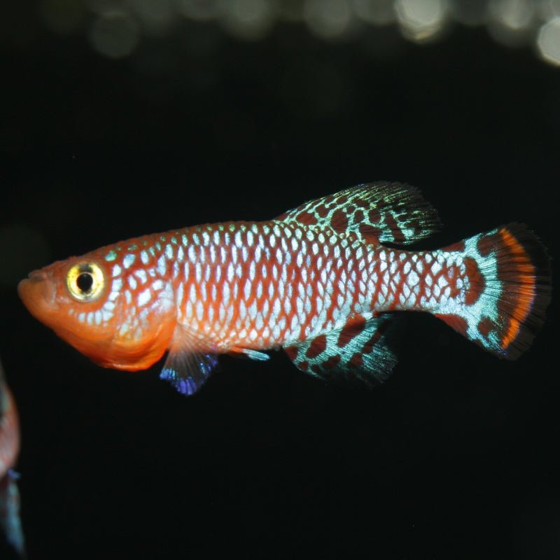 JBL ProNovo Killifish Grano S (Colour Enhancing Diet)