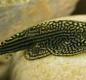 Hill Stream Loach