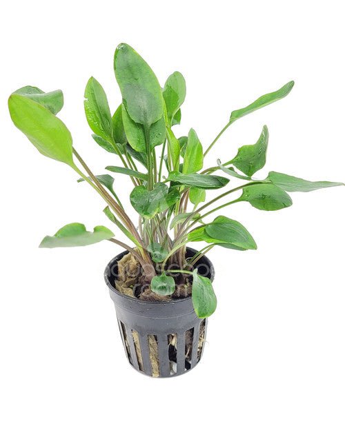 TCulture Cryptocoryne Willisii (Pot/TC Cup)