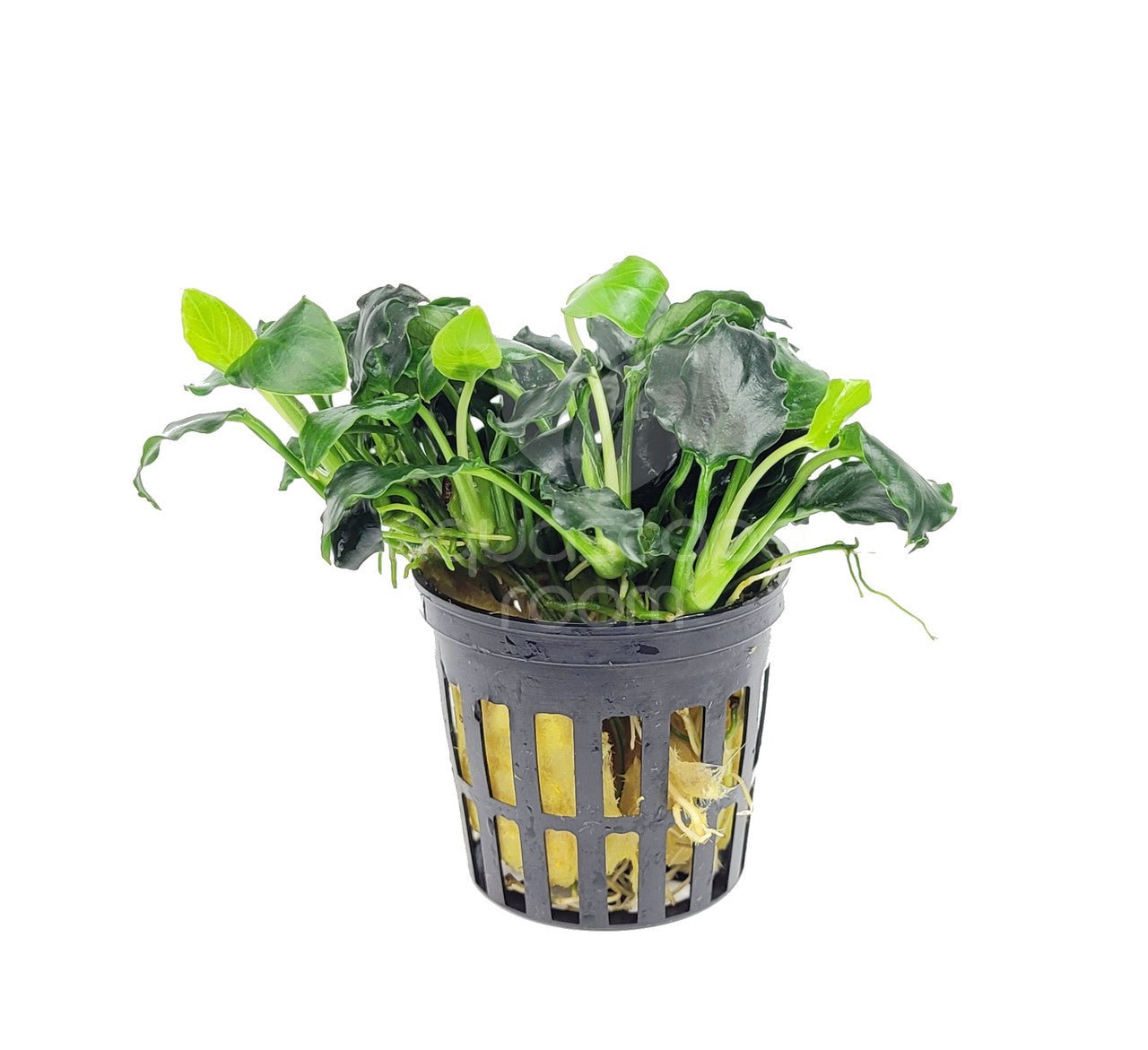 Dennerle Anubias nana ´Mini Kirin´