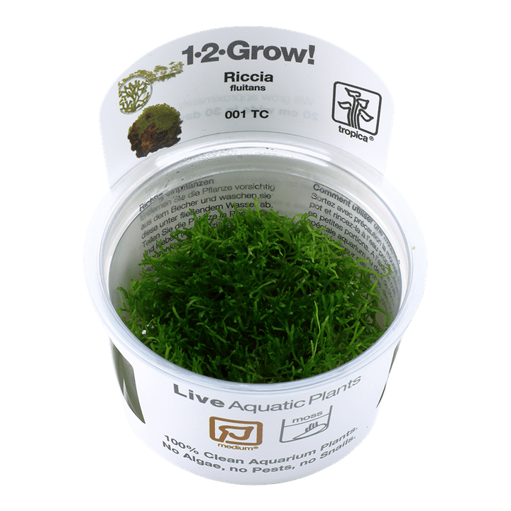 Riccia fluitans TROPICA 1-2-GROW!