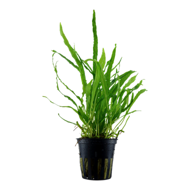 TCulture Microsorum Pteropus Narrow (Pot)