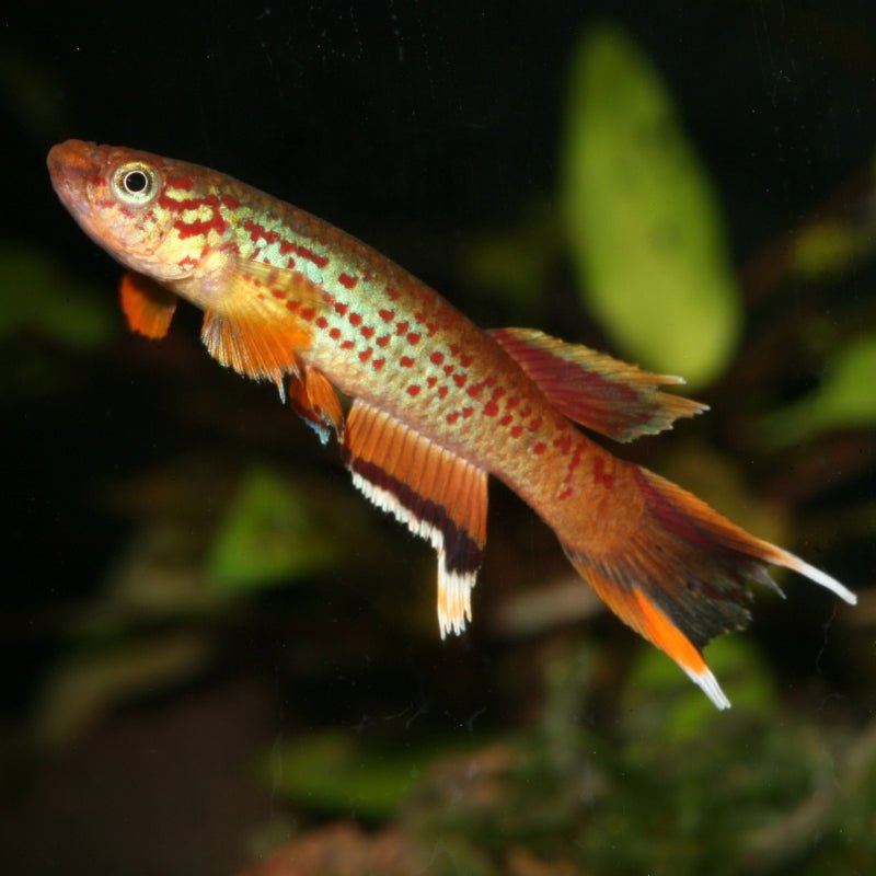 JBL ProNovo Killifish Grano S (Colour Enhancing Diet)