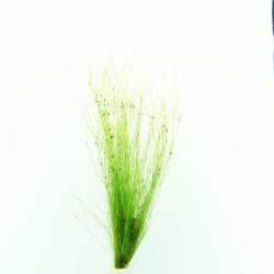 TCulture Eleocharis Vivipara (Pot)