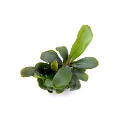 Dennerle Bucephalandra spec. 'Serimbu Brown' In-Vitro