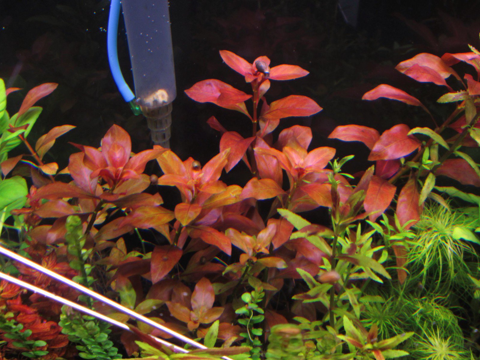 TCulture Ludwigia repens rubin (TC Cup)