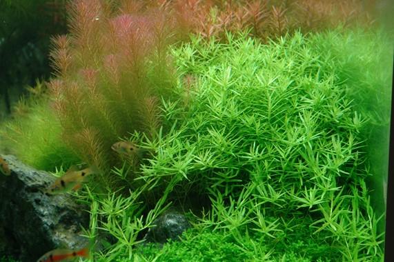Rotala rotundifolia TROPICA 1-2-GROW!