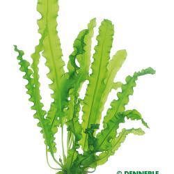 TCULTURE APONOGETON LONGIPLUMULOSUS