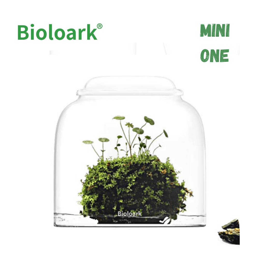 BIOLOARK Mini Bubble Cup Series (One/ Three Cup) - (Landscape Creation