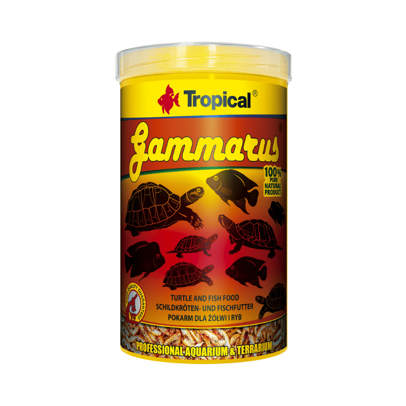 Tropical Gammarus (nature shrimps)