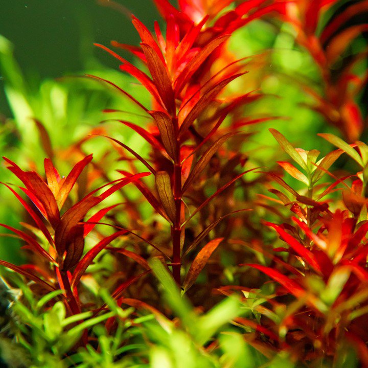 Tropica Rotala rotundifolia 'Blood Red' 1-2-Grow!