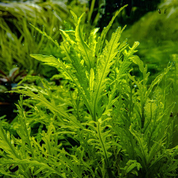 Hygrophila Odora TROPICA 1-2-GROW!