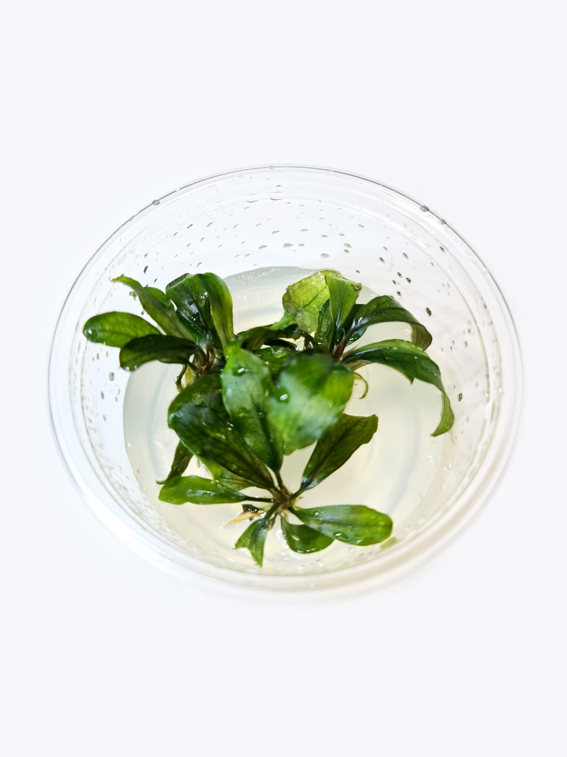 TCulture Bucephalandra Brownie Ghost (TC Cup)