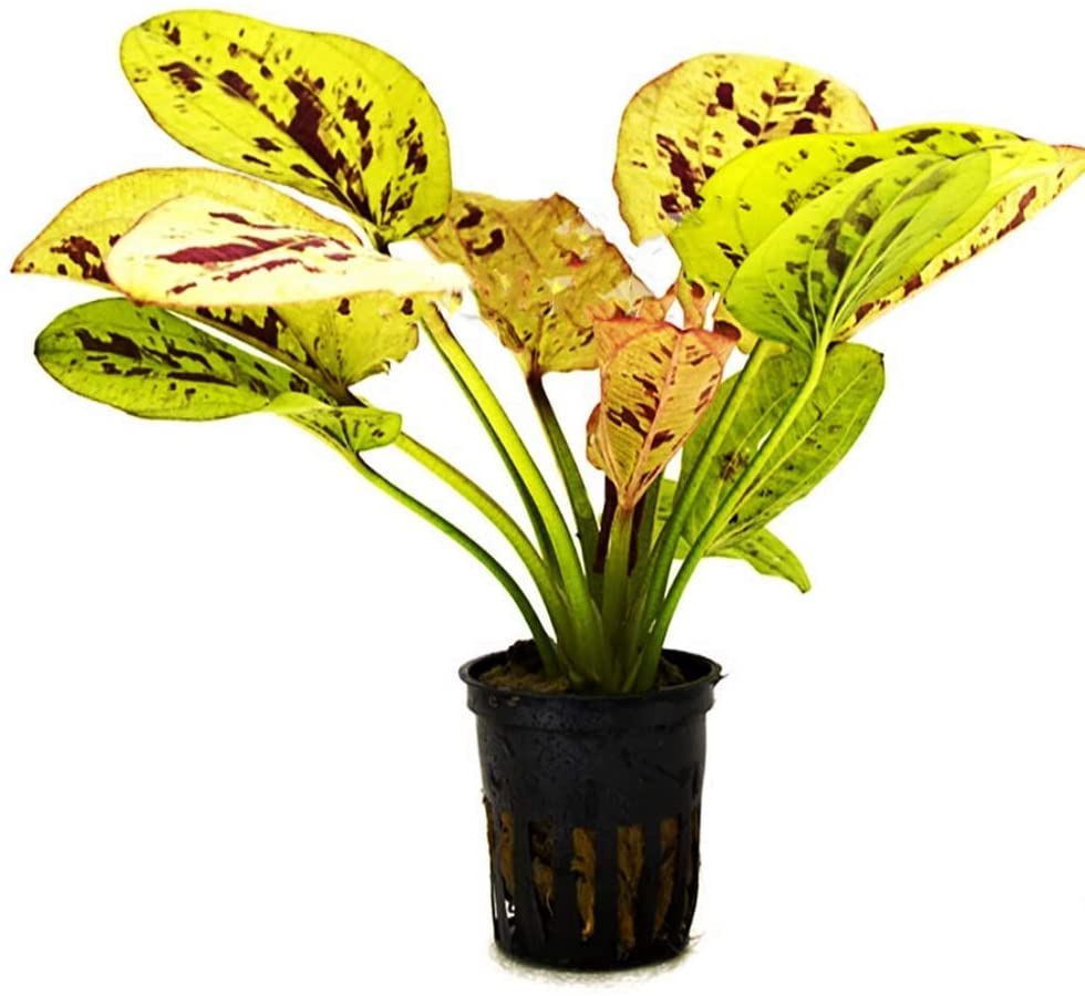 Echinodorus Yellow Sun (Pot)