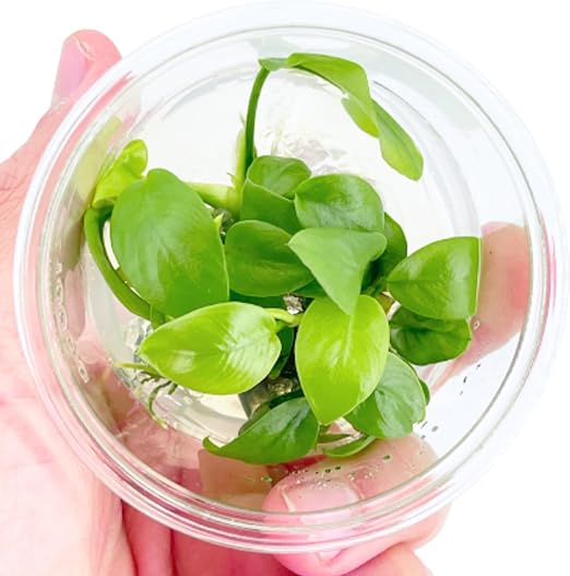 TCulture Anubias Nana Golden (Pot/TC Cup)
