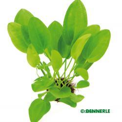 Dennerle Echinodorus cordifolius MINI in Pot