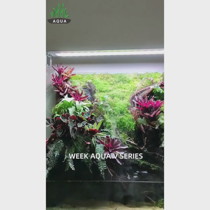 Week Aqua V-600SE- S light (remote control) (high stand)