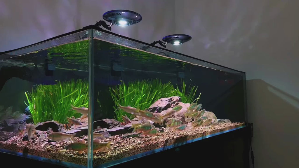 ZETLIGHT F8 Biotope LED Light 96W (Freshwater) ( WIFI Bluetooth App Co