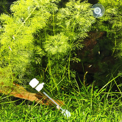 JBL PlaCollect (Planaria trap)