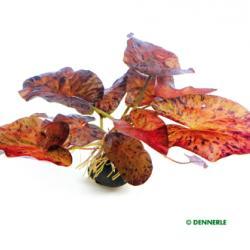 Dennerle Nymphaea lotus Red' Bulb