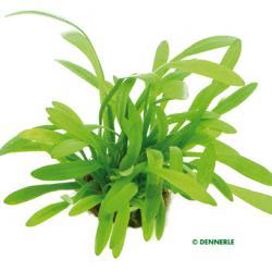 Dennerle Sagittaria subulata var. pusilla in Pot