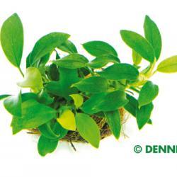 Dennerle Anubias barteri var. nana 'Bonsai'