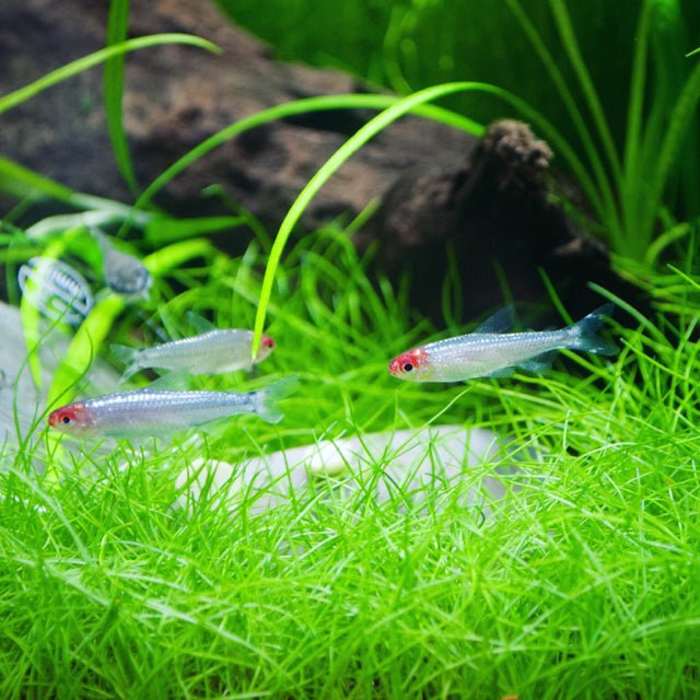 Platinum Rummy Nose tetra