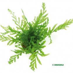 Dennerle Bolbitis heudelotii in Pot