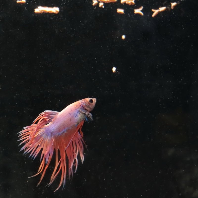 JBL ProNovo Betta Insect Stick S (insect treat for bettas)