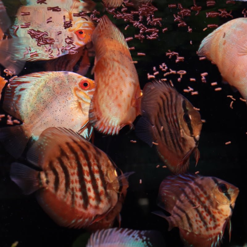 JBL ProNovo Insect Stick S (Quality Insect Treat For Fishes)