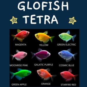 Colored Glofish Tetra