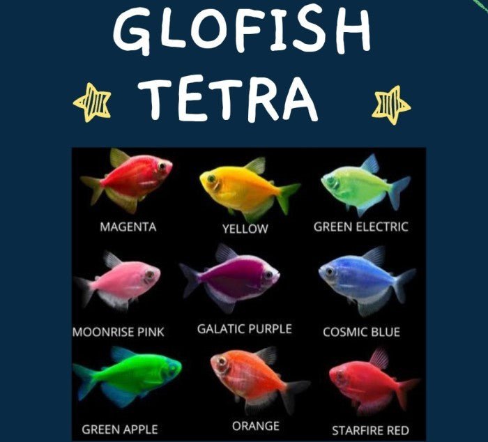 Colored Glofish Tetra