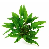 TCulture Cryptocoryne Wendtii 'Broad Leaf' (Pot)